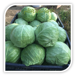 Seminte de varza COSIMA F1