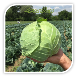 Seminte de varza COSIMA F1