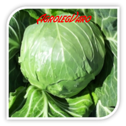 Seminte de varza DELIGHT BALL F1