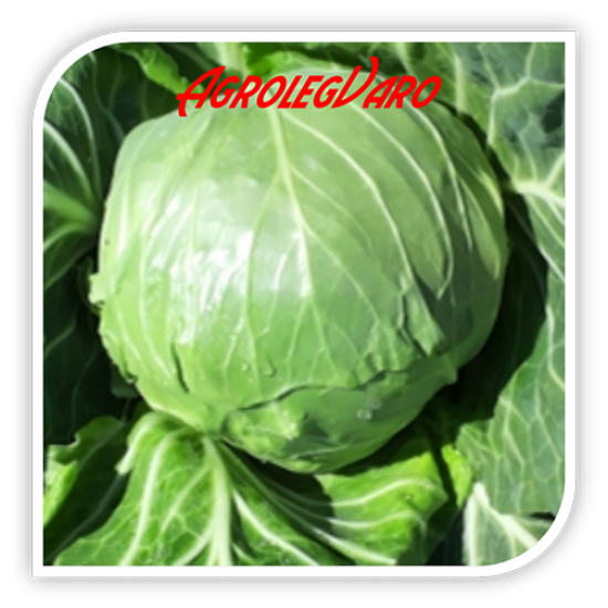 Seminte de varza DELIGHT BALL F1