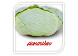 Seminte de varza DISCOS F1