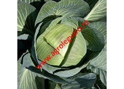 Seminte de varza Expect F1