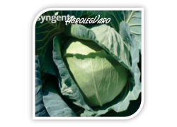 Seminte de varza GLORIA F1 Syngenta