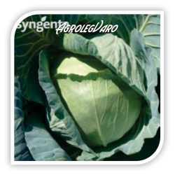 Seminte de varza GLORIA F1 Syngenta