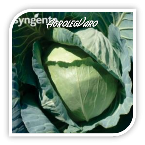 Seminte de varza GLORIA F1 Syngenta