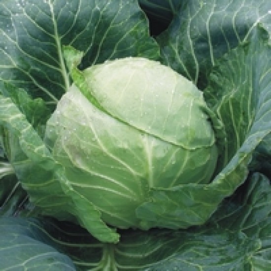 Seminte de varza GREEN FLASH F1