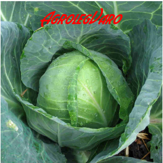 Seminte de varza Golden Acre