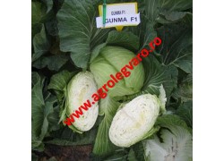 Seminte de varza Gunma F1