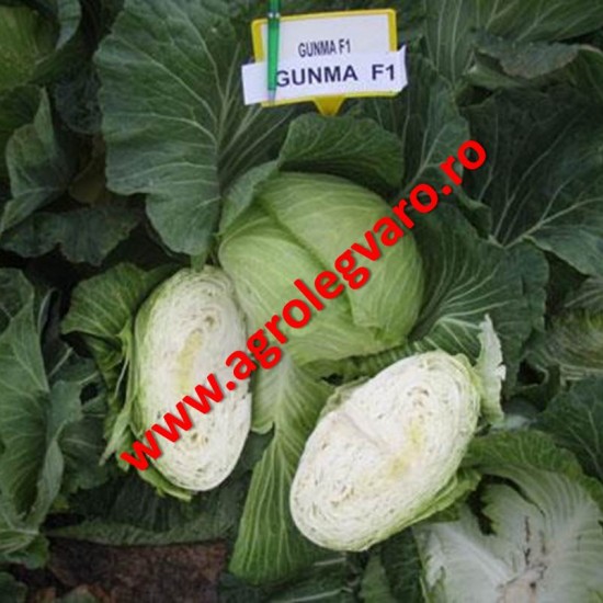 Seminte de varza Gunma F1