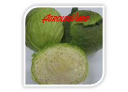 Seminte de varza IRODORI F1