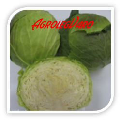 Seminte de varza IRODORI F1