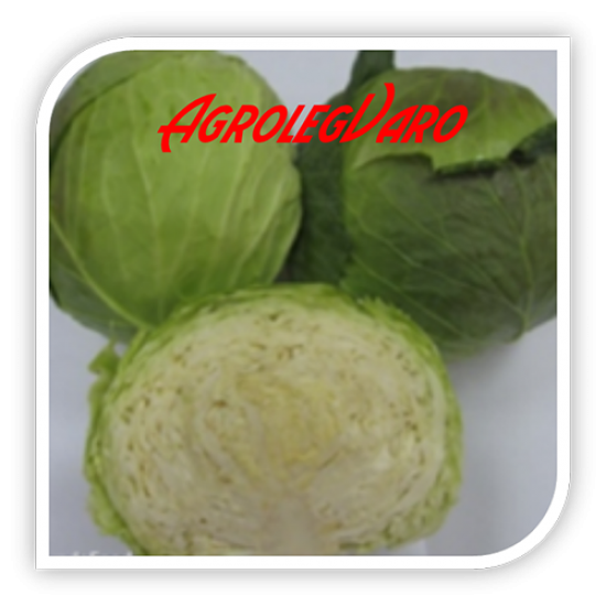 Seminte de varza IRODORI F1