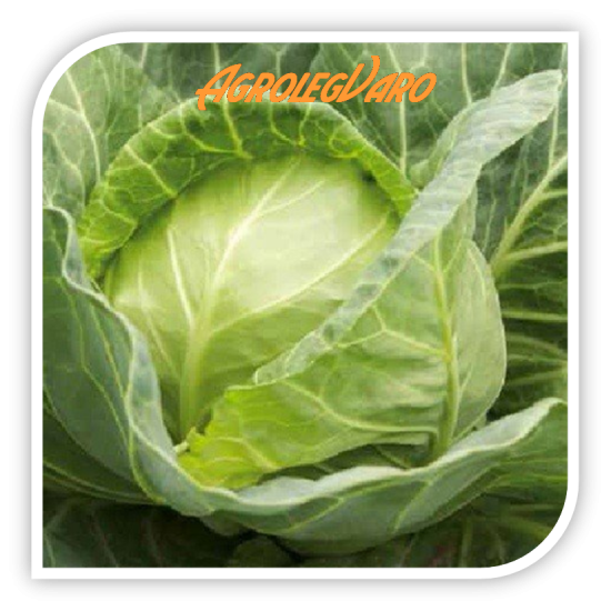 Seminte de varza JETODOR F1