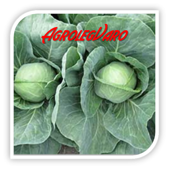 Seminte de varza KATARINA F1