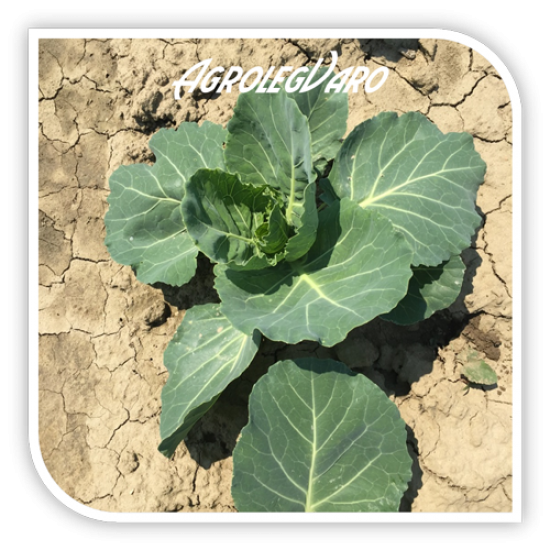 Seminte de varza Kalibro F1