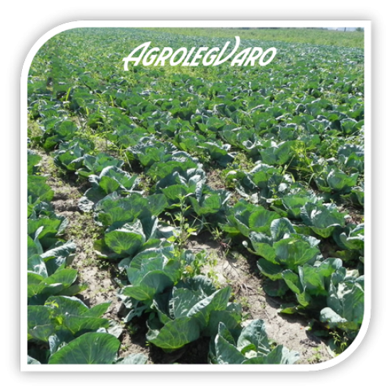 Seminte de varza Kalibro F1