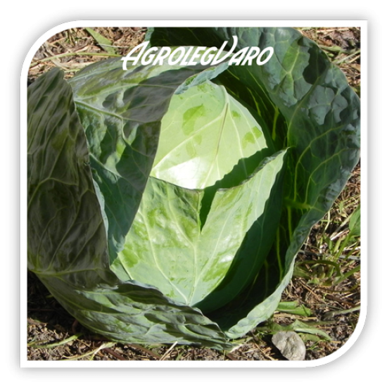 Seminte de varza Kalibro F1