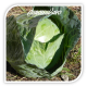 Seminte de varza Kalibro F1