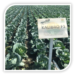 Seminte de varza Kalibro F1