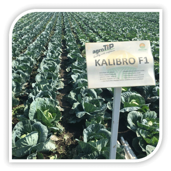 Seminte de varza Kalibro F1