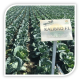 Seminte de varza Kalibro F1