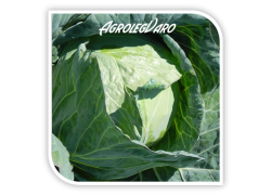 Seminte de varza Kalibro F1