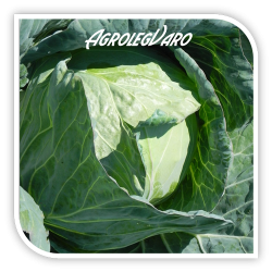 Seminte de varza Kalibro F1