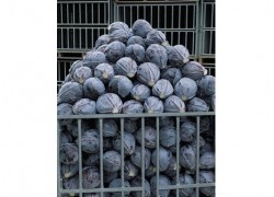 Seminte de varza Kosaro F1