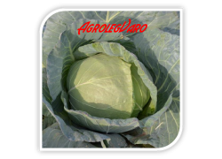 Seminte de varza MARLOO F1