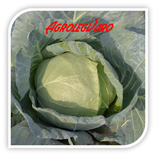 Seminte de varza MARLOO F1