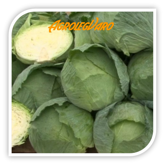 Seminte de varza MAVUNOR F1