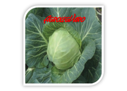 Seminte de varza MIRROR F1