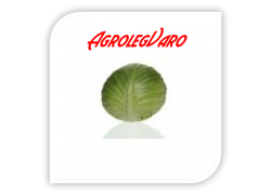 Seminte de varza MONROO F1