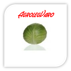 Seminte de varza MONROO F1