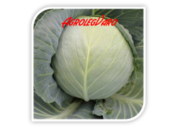 Seminte de varza NEW YORK F1