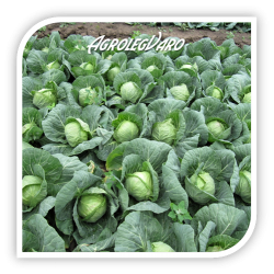 Seminte de varza NOZOMI F1