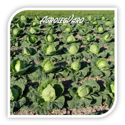 Seminte de varza NOZOMI F1