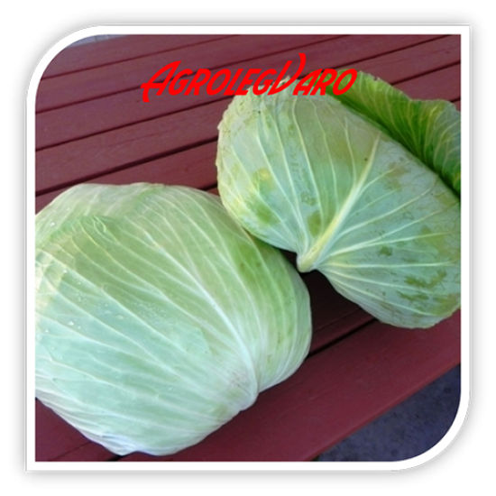 Seminte de varza O-S-CROSS F1