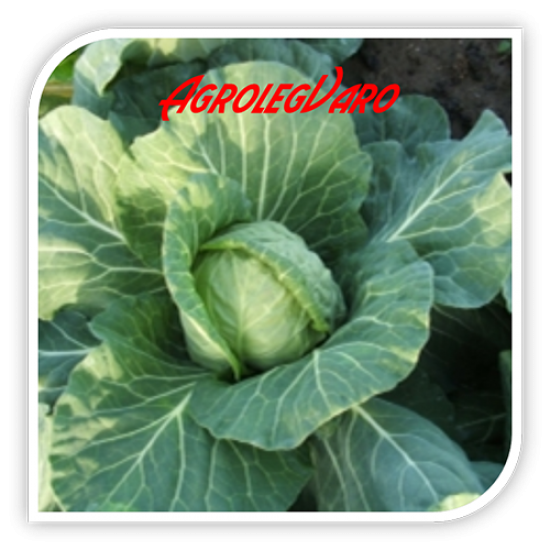 Seminte de varza ORTUS F1