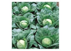 Seminte de varza PANDION F1