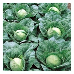 Seminte de varza PANDION F1