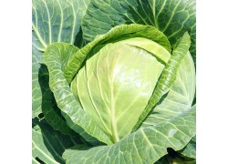 Seminte de varza PANDION F1