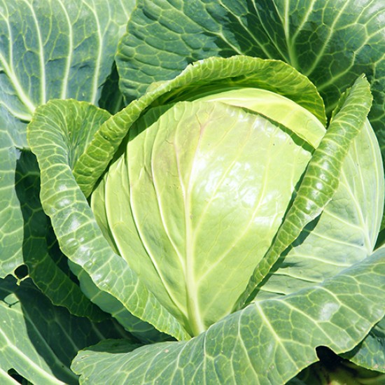 Seminte de varza PANDION F1