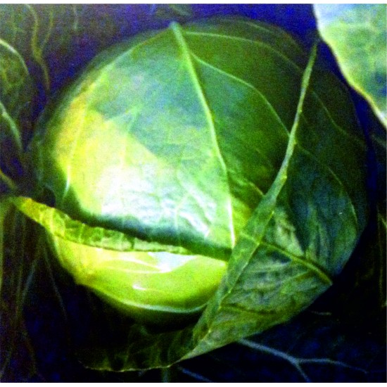 Seminte de varza RAPIDION F1