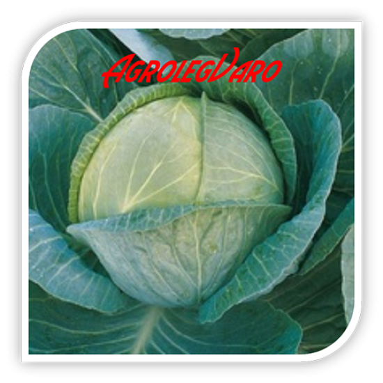 Seminte de varza ROYAL VANTAGE F1