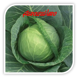 Seminte de varza SUPREME VANTAGE F1