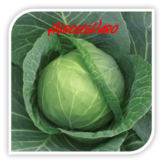 Seminte de varza SUPREME VANTAGE F1