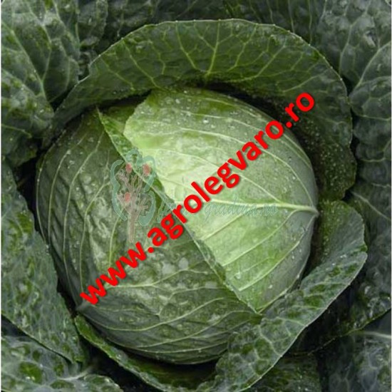 Seminte de varza Stanton F1