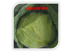 Seminte de varza TEXAS F1