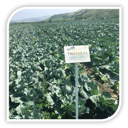 Seminte de varza TRISTAR F1